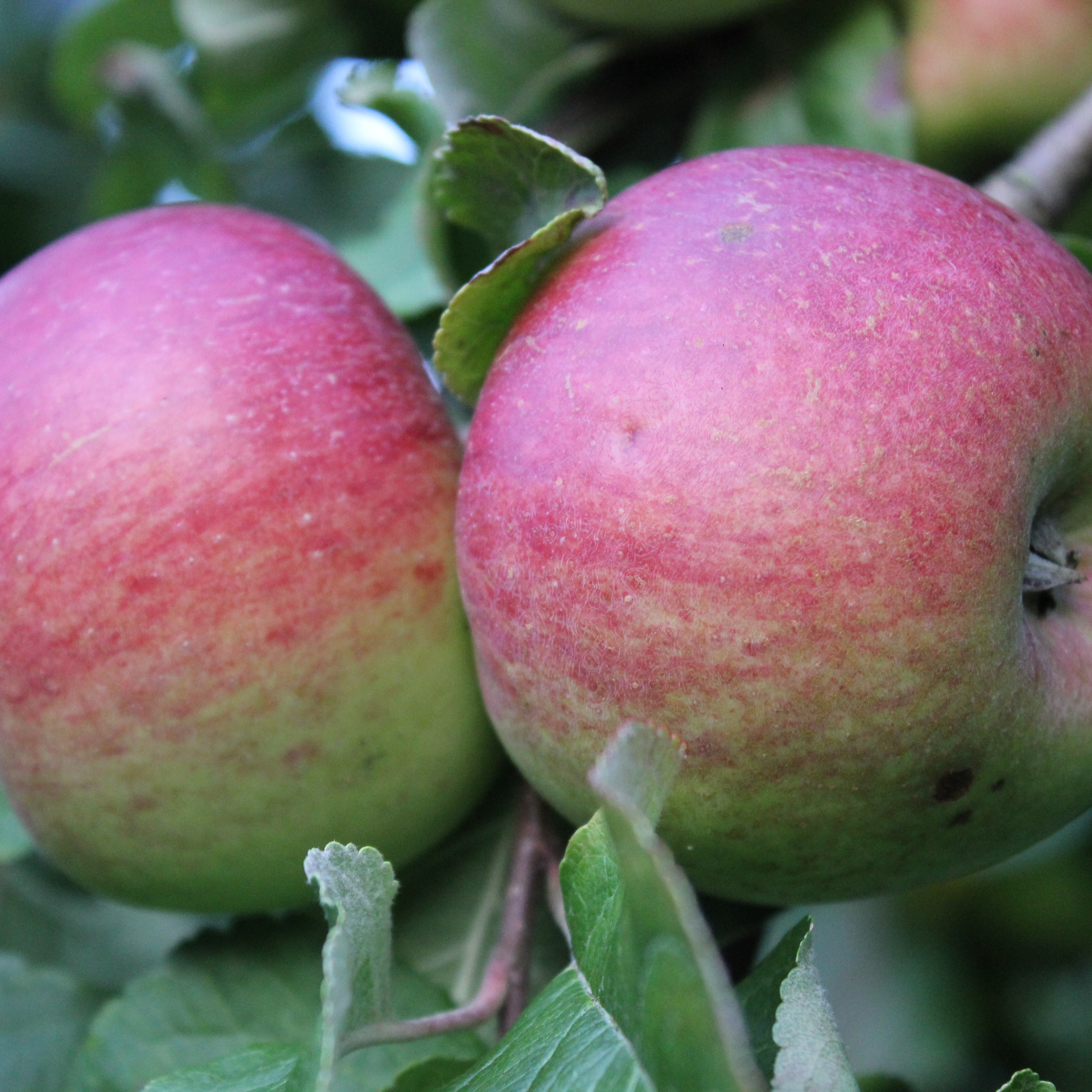 Two-apples-hanging-on-a-tree-resized.jpg