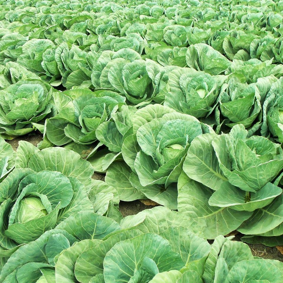 vegetable-1356964_1280-resized.jpg