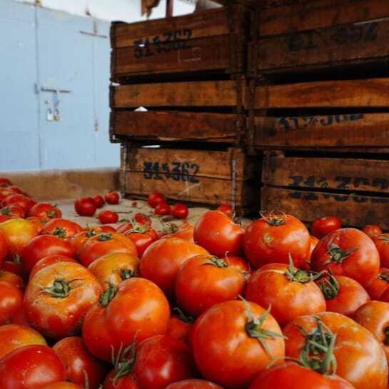 vegetable-red-tomato-plant-wallpaper-preview-resized.jpg