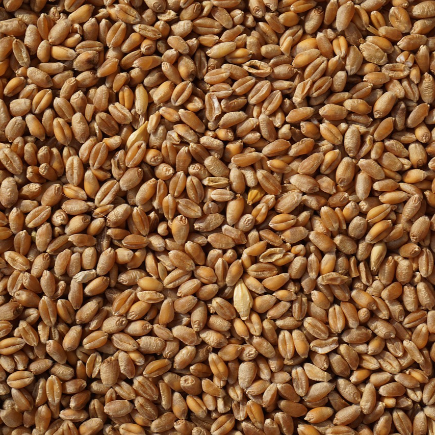wheat-2205569_1280-resized.jpg