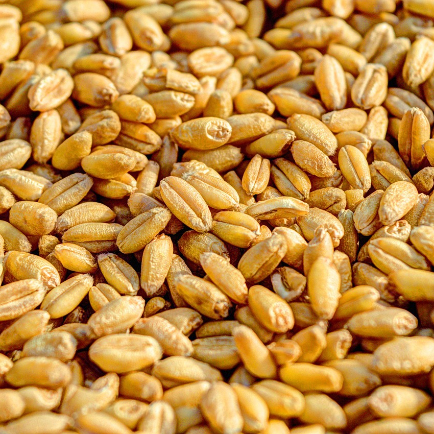 wheat-381848_1280-resized.jpg