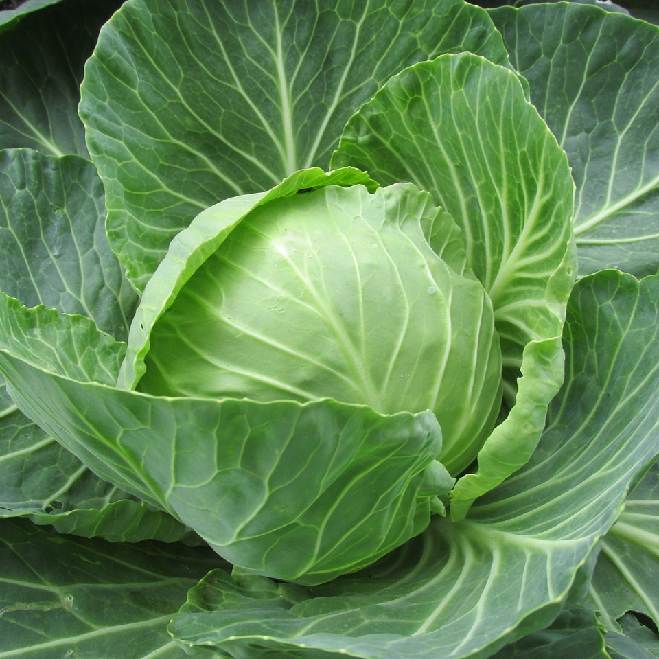 white-cabbage-2705228_1280-resized.jpg