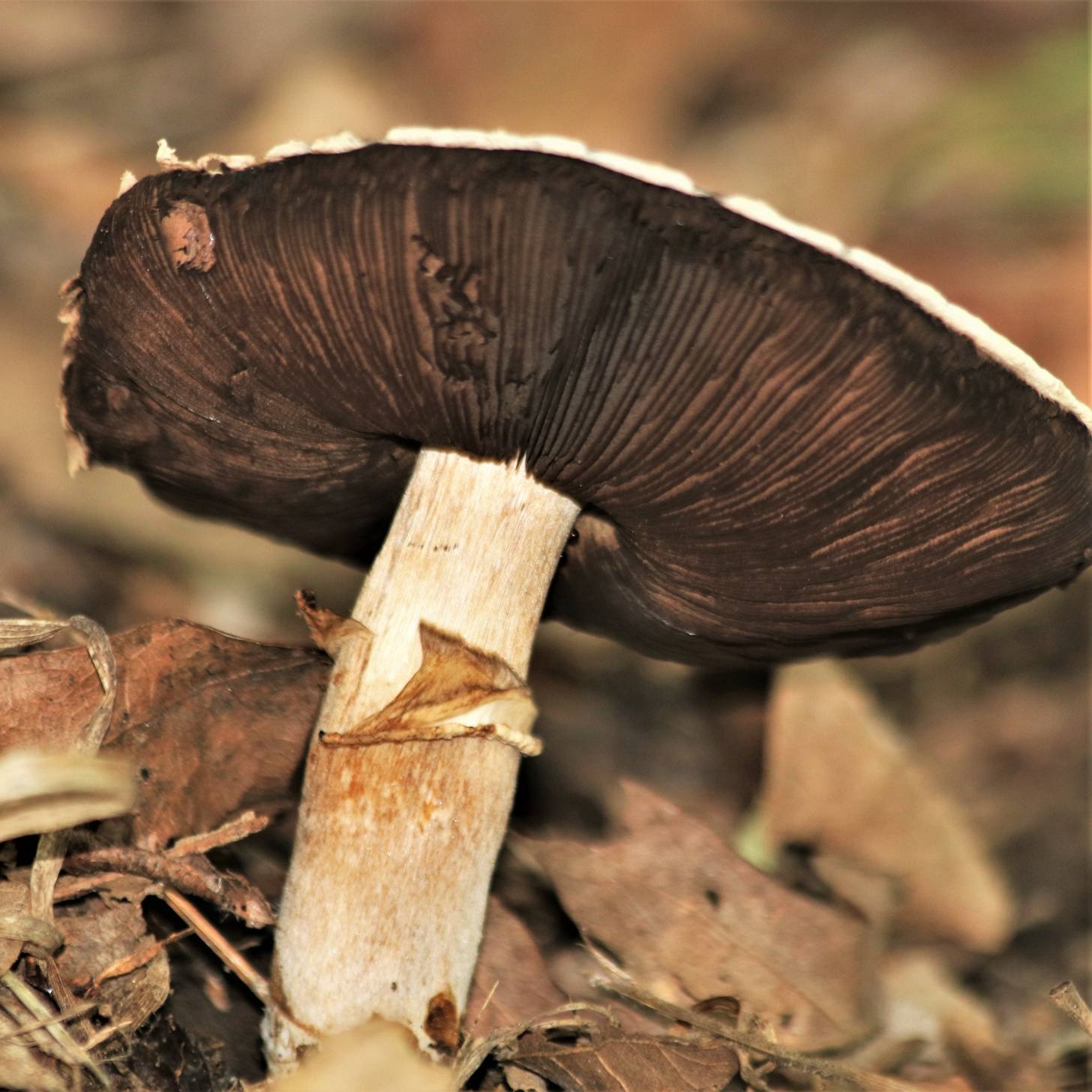 white-mushroom-with-black-gills-resized.jpg