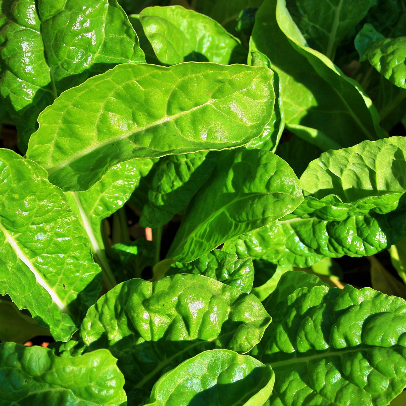 young-spinach-resized.jpg