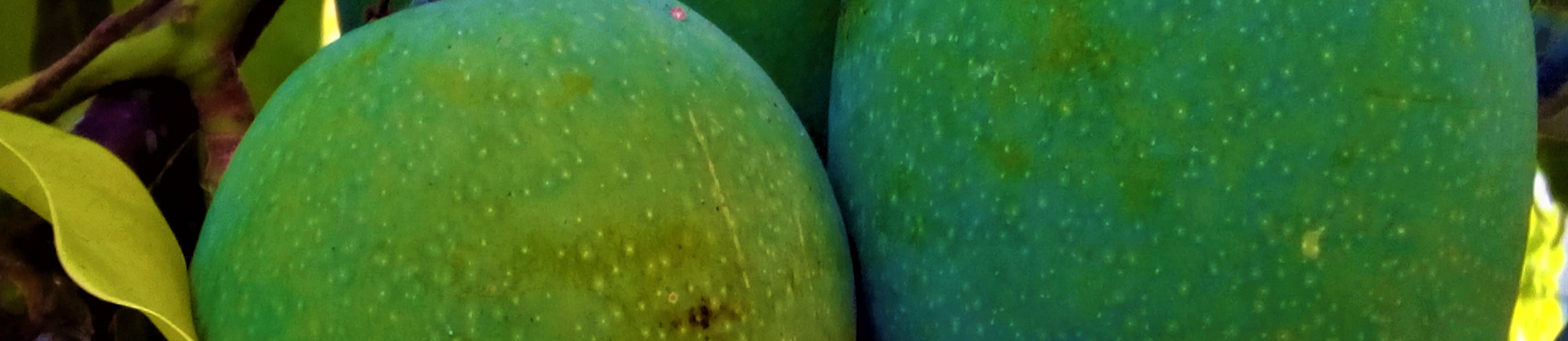 stockvault-green-mango-on-tree276519-resized.jpg